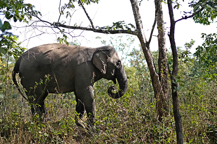 Cá thể voi Bun Kham một trong các cá thể voi thuộc mô hình du lịch thân thiện với voi thoải mái tự do trong Vườn quốc gia Yok Đôn